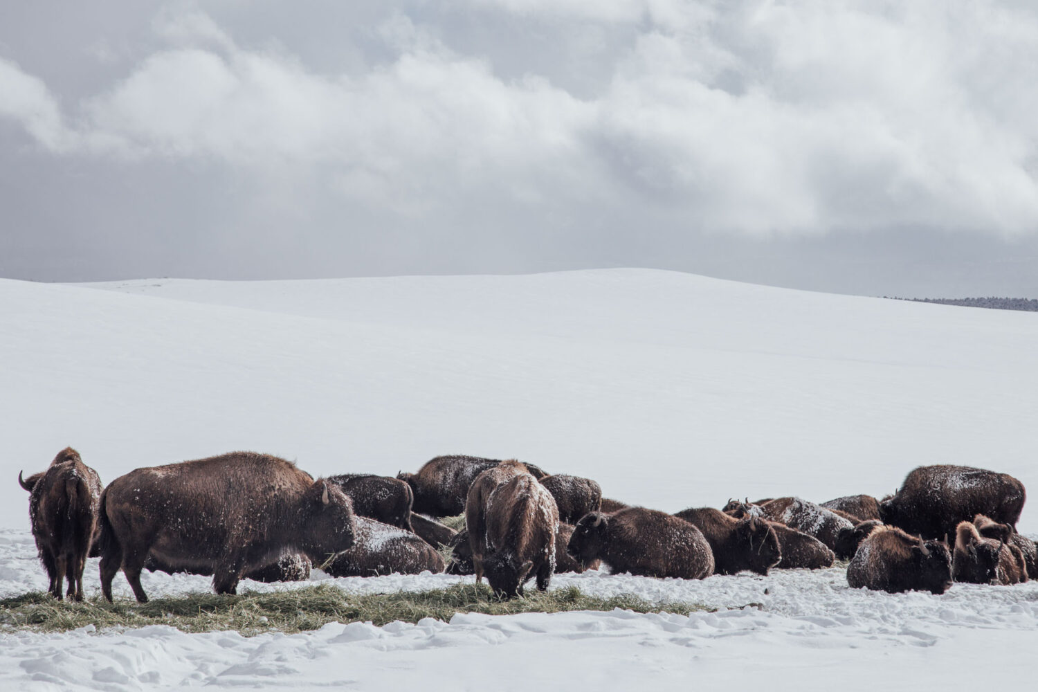 Buffalo" Photo Print by Maxime Bastide